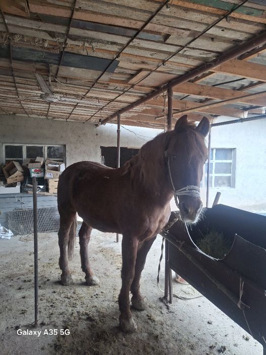 Айғыр сатылады срочно ақша керек