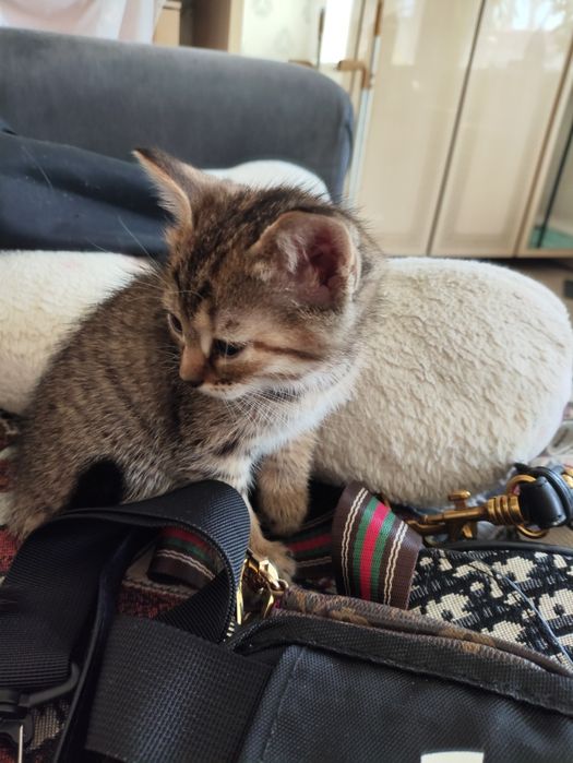 Отдам в хорошие руки