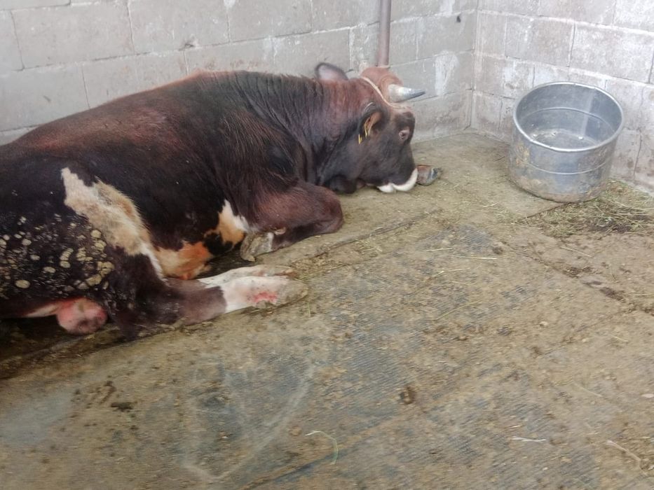 Продам быка живьём