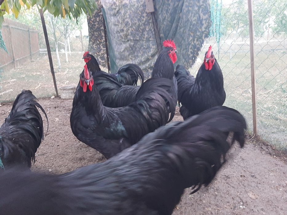 Vand cocosi rasa Australorp negru
