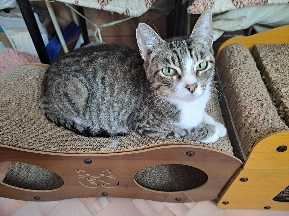 кошечке нужен дом