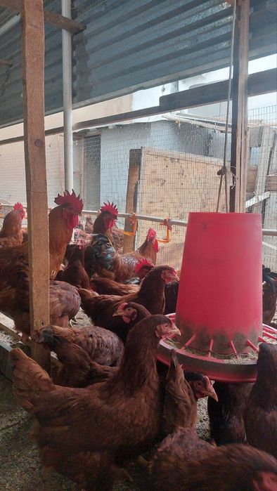 Хан хяп инкубационный яйца...