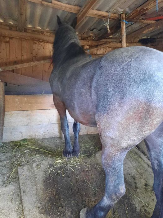 Vand cal in varsta de 7 ani, foarte bland si bun pentru munci agricole