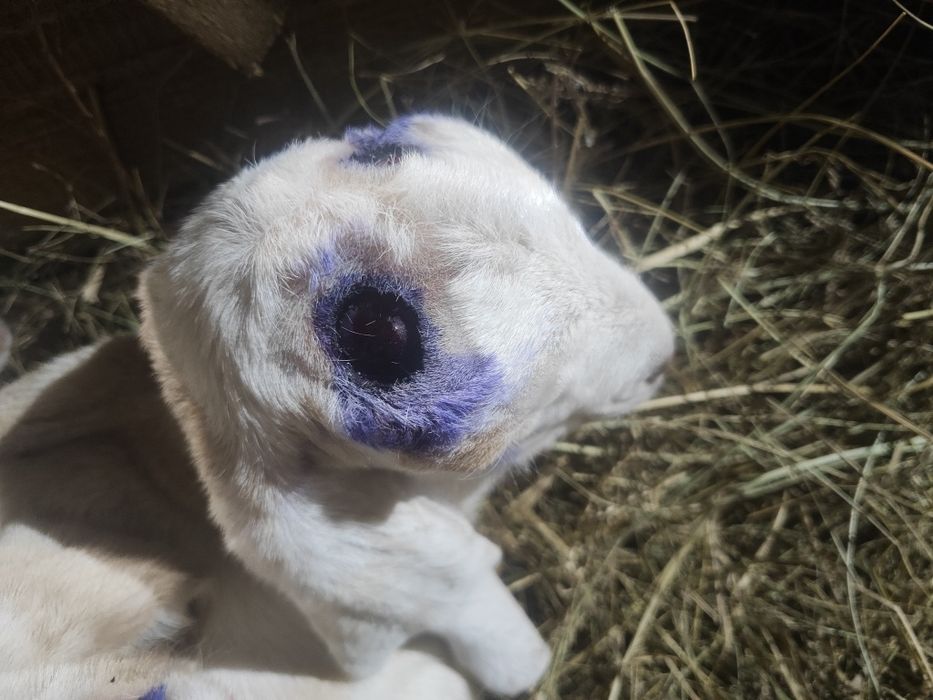 Обезроживание козлят