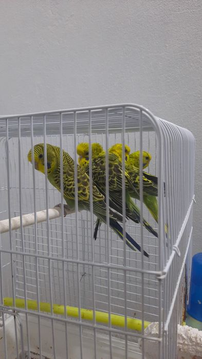 Декоративный птицы