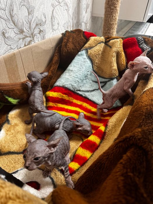 Продам котят сфинксов