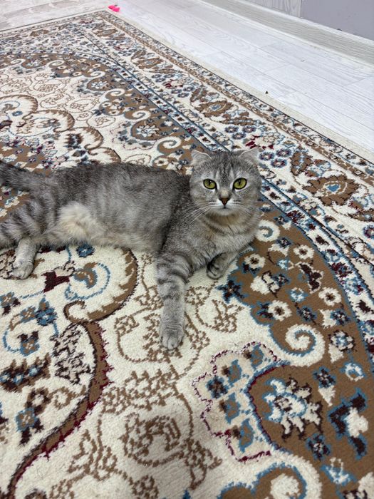 Шотлатский скоттиш страйт 2жас