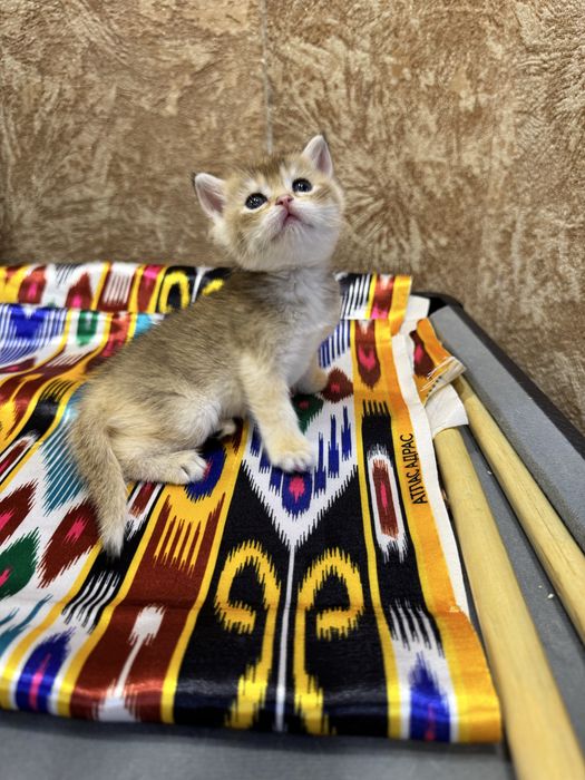 Продается золотой бритиш