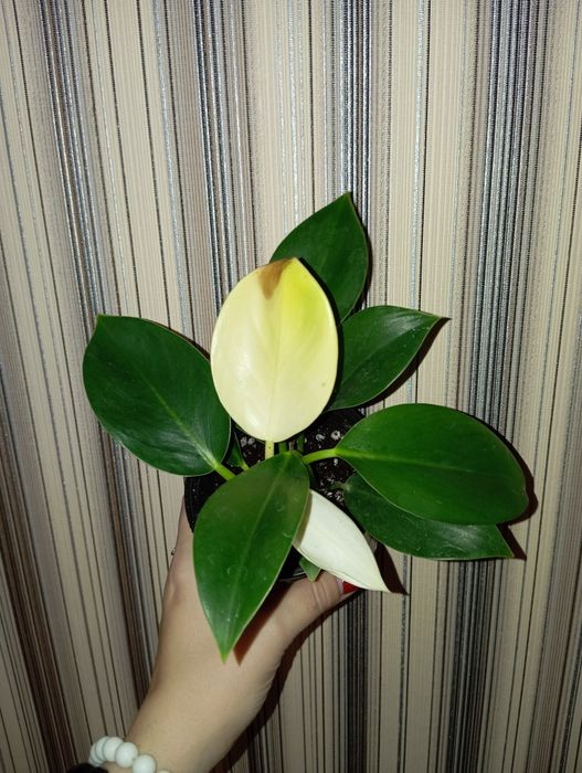 Продам Филодендрон