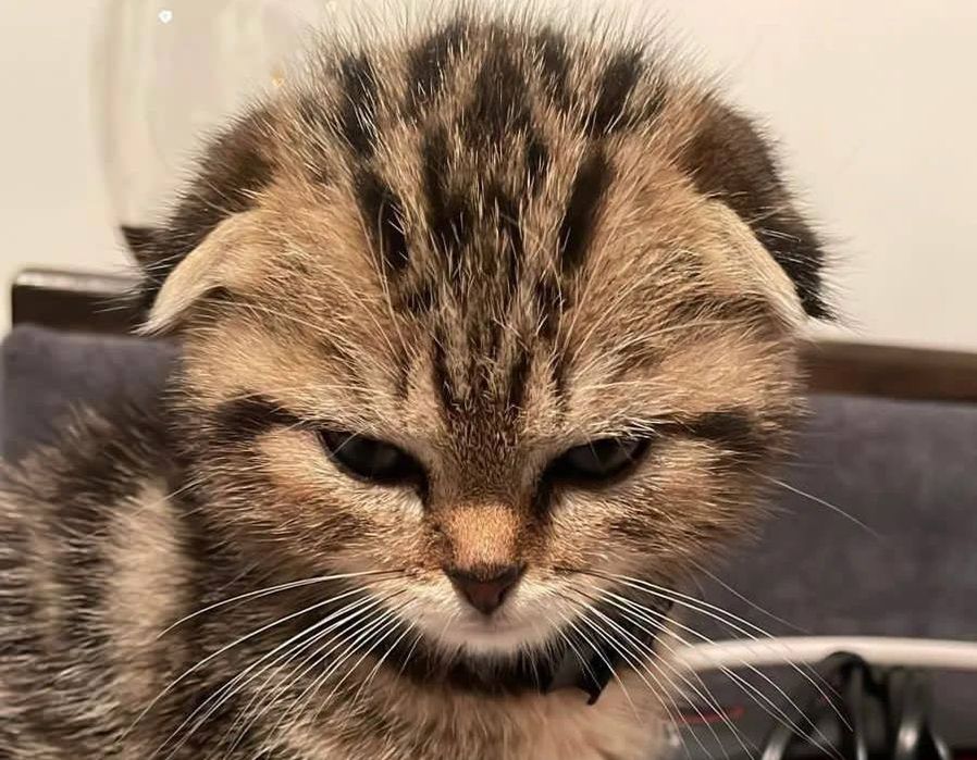 Вислоухие шотландцы