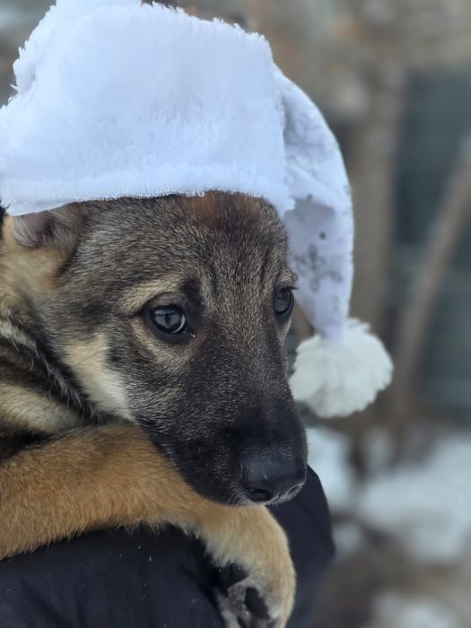 Отдам в хорошие руки