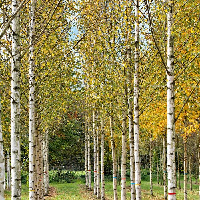 Mesteacan Alb Betula - Plante Foioase pentru Gradina