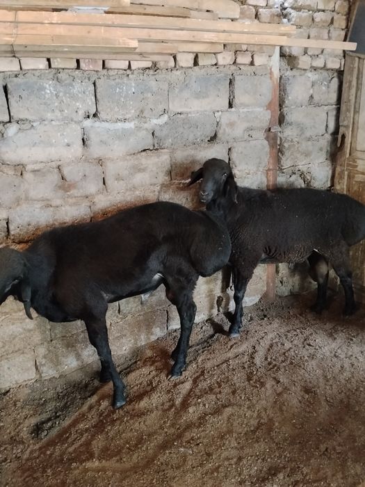 Qochqorla sotiladi qòyga qòshishga