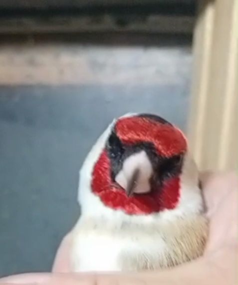 Всем Мира и Добра птицы Алматы есть отправки в другой город