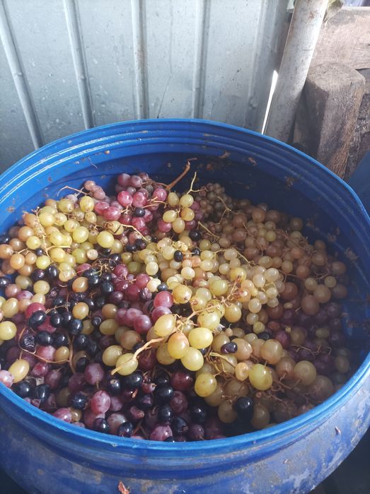 Mere de vânzare jud. Mureș