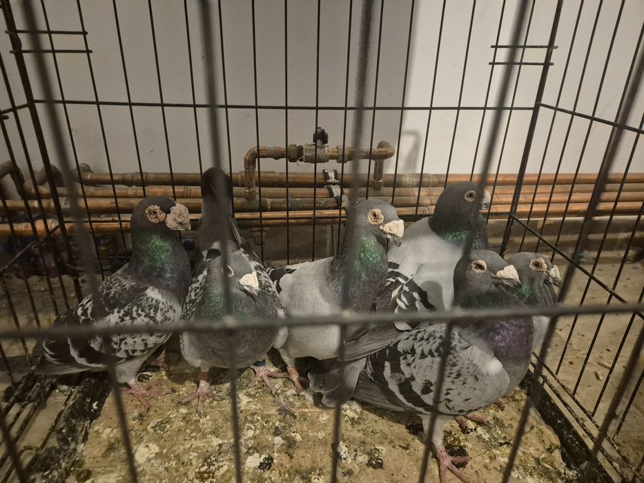 Porumbei voiajori still vechi