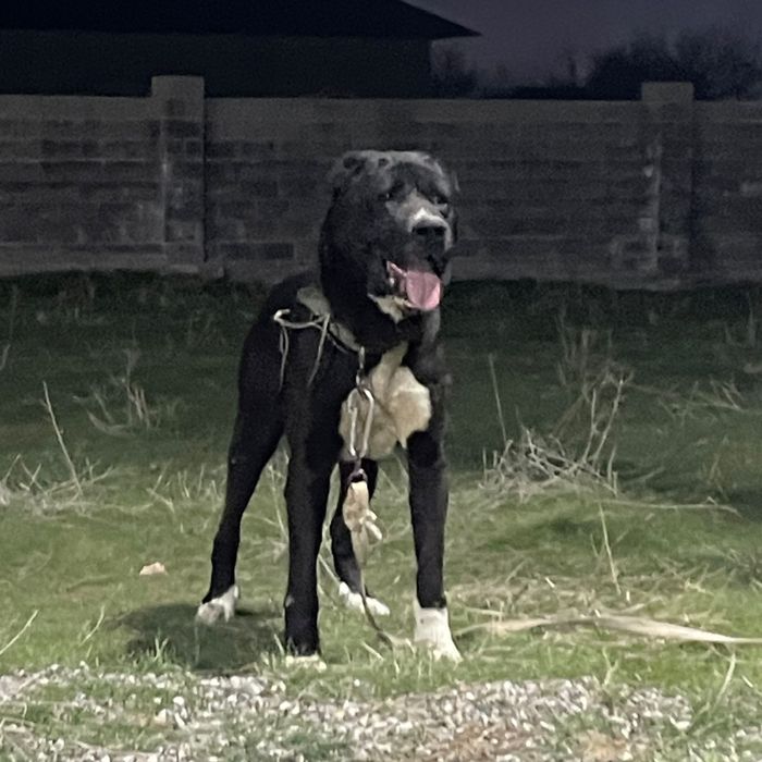 Тобет боец сатылады