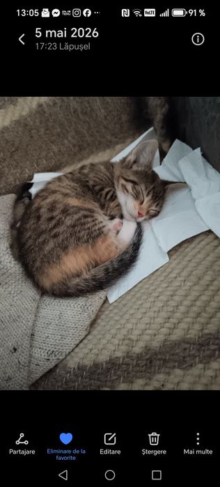 Donatie  pui de pisica