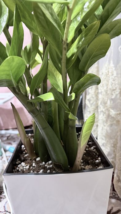 Zamiokulkas “Zamiya” boyi tuvagi bilan 95 sm. Injiq gul emas!