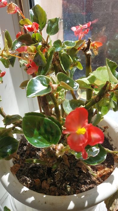 Цветы  разный комнатные