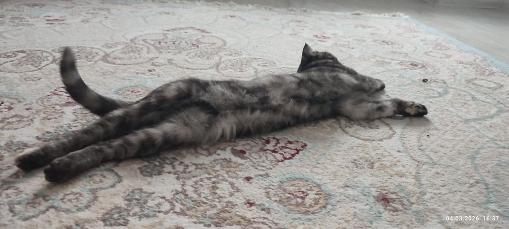 Британская кошка бесплатно