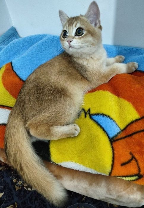 Британский Шиншилла