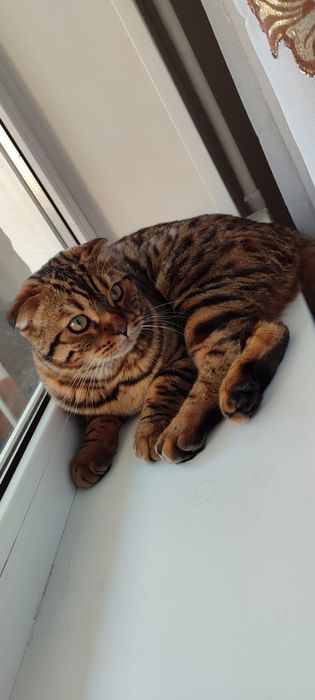 Отдам котика в добрые руки