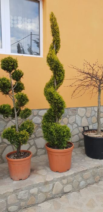 Spirală buxus globular