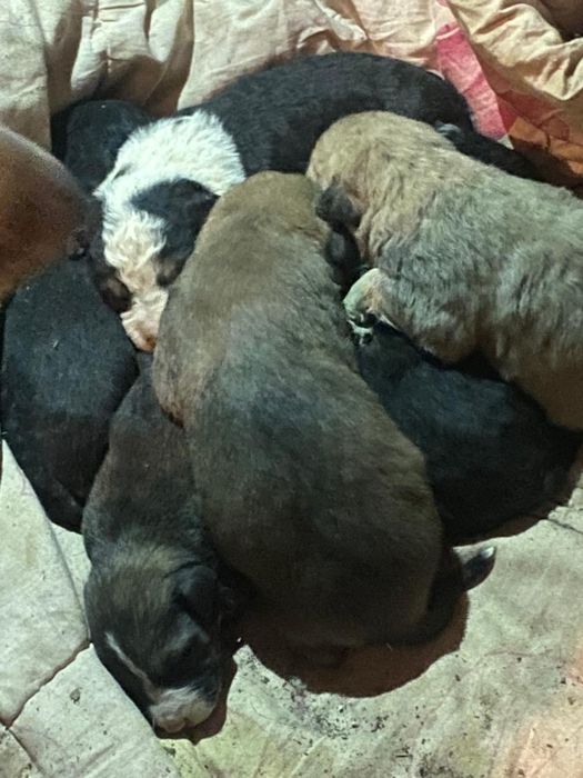 Бесплатно щенята