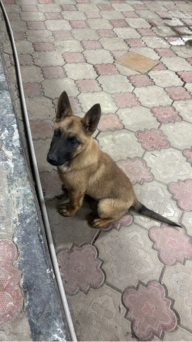 Малинуа , бельгийская овчарка