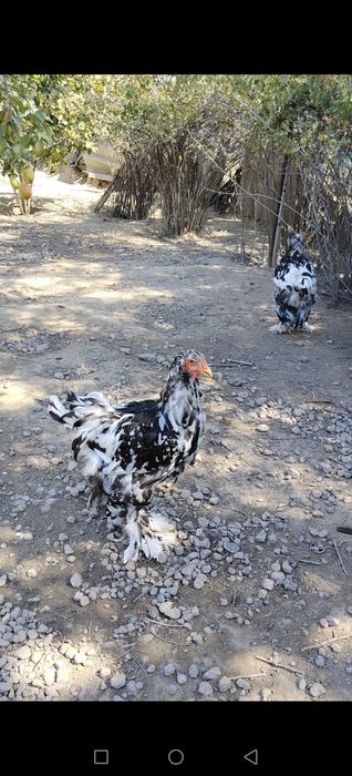 Продам Брамы Далматинцы Мраморные.