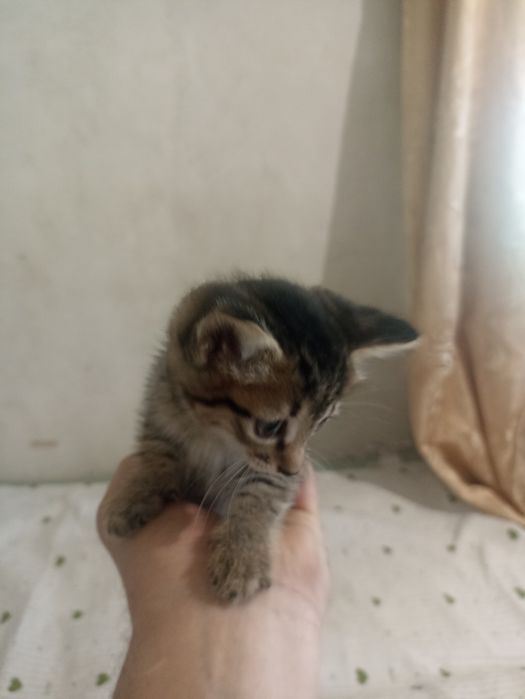 Отдам котёнка в добрые руки