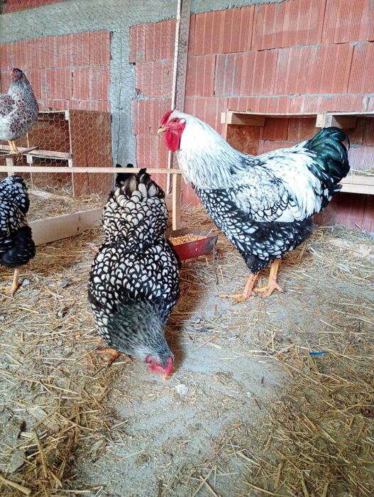 Vând ouă pentru incubat de wyandotte splash și argintiu