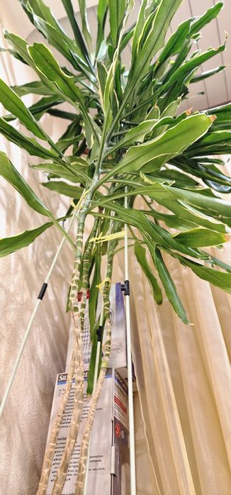 Продам комнатные цветы