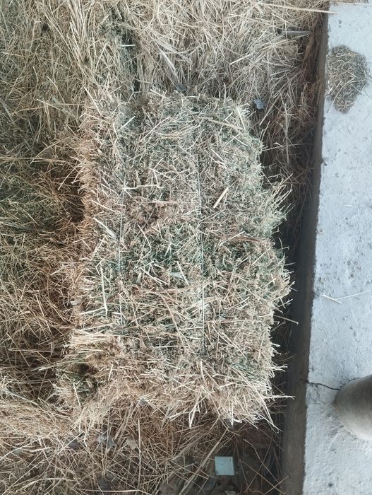 Жоңышқа прес бар