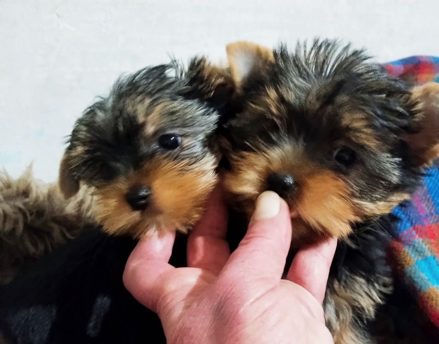 Щенки йоркширского терьера миники