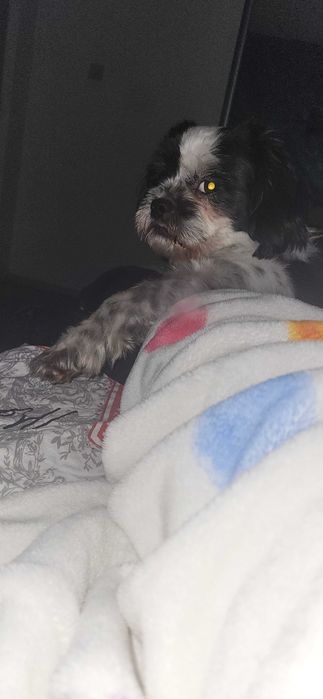 Cățeluș,talie mică.