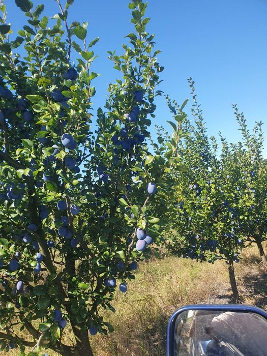 Prune de consum!!! Stanley Bluefree Bistritene