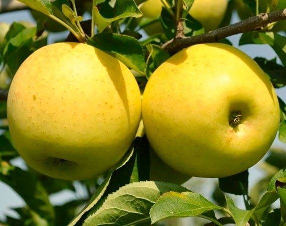 Яблоко Голден полукарлик 3-4 летный