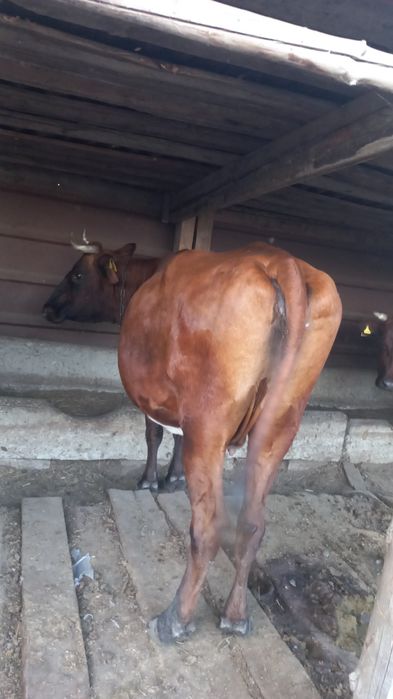 Продам корову яловую