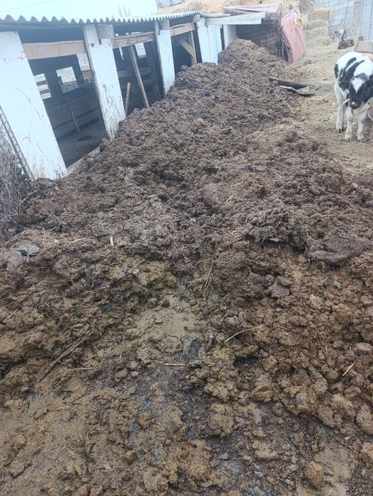 Одам даром навоз