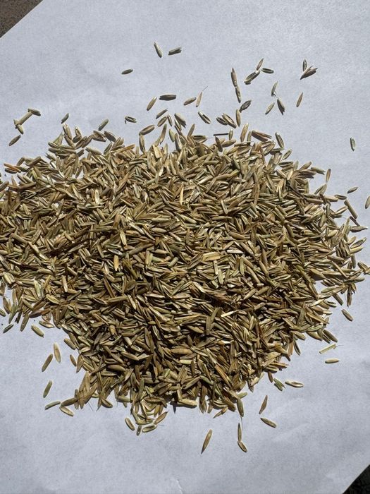 Sămânță Lucerna, Mazariche de TOAMNA, Iarba