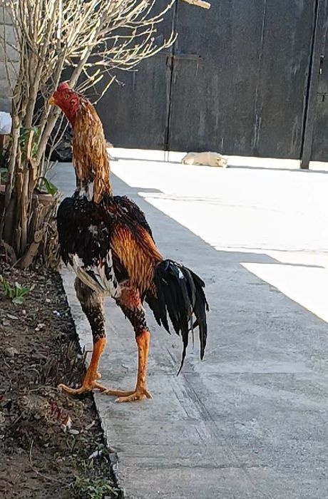 Продается бойцовы