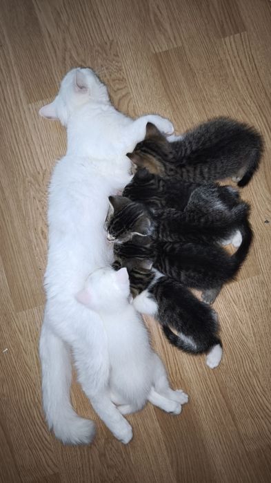 Котёнок продам в хорошие руки