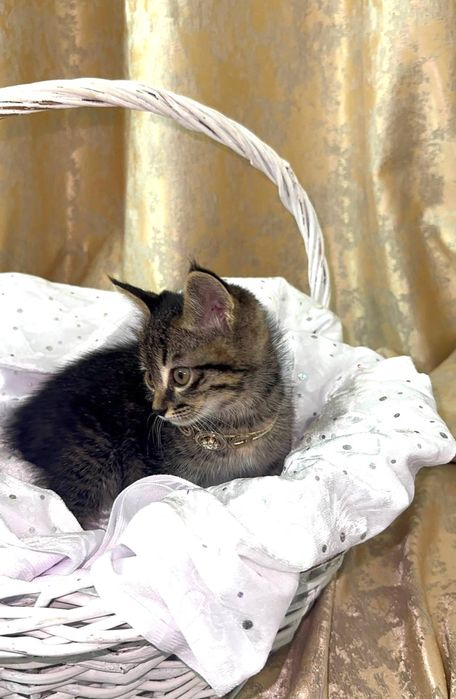 Кошка 2 месячная девочка продам за 150тыс сами заберете