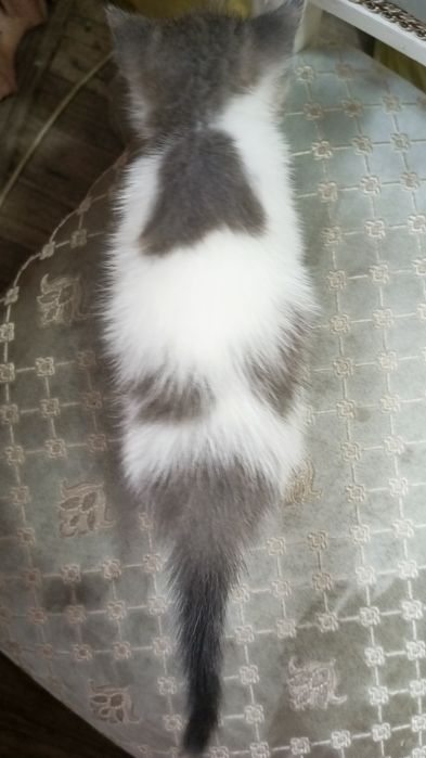 Котята Подарки для дома и души