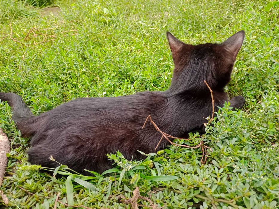 Отдам котенка девочку