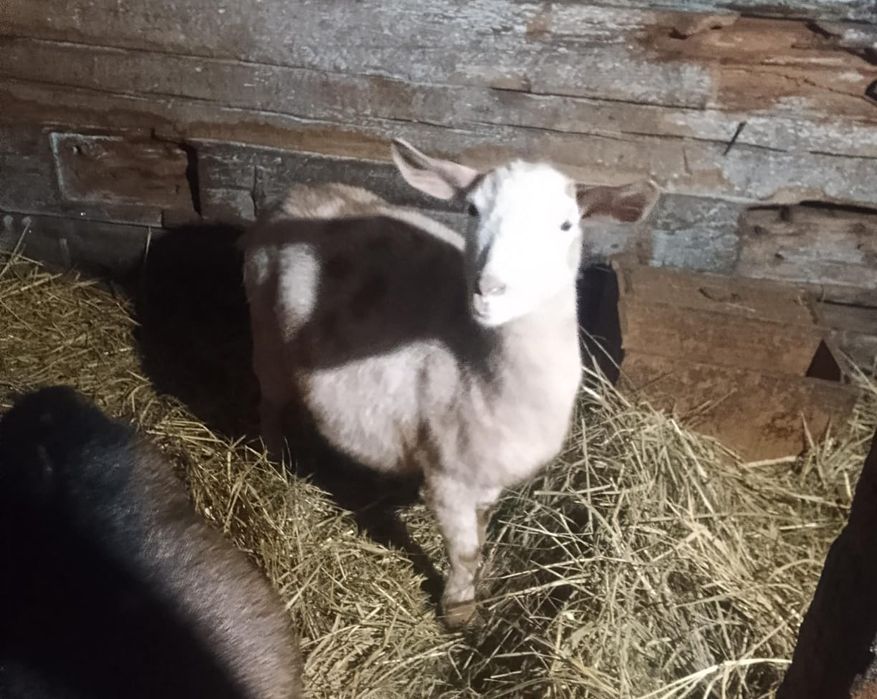 Продам коз, котных