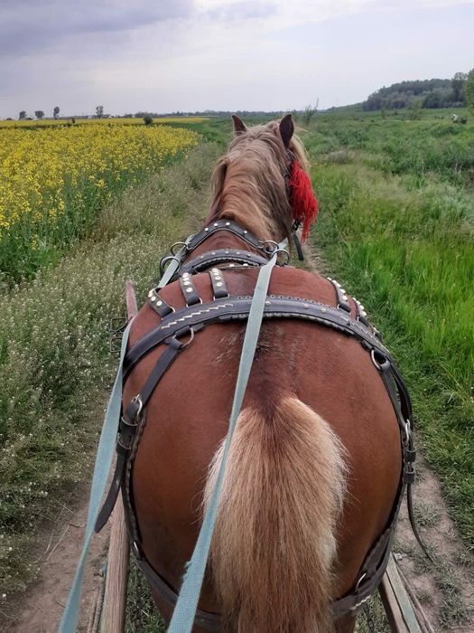 Vând armăsar semigreu