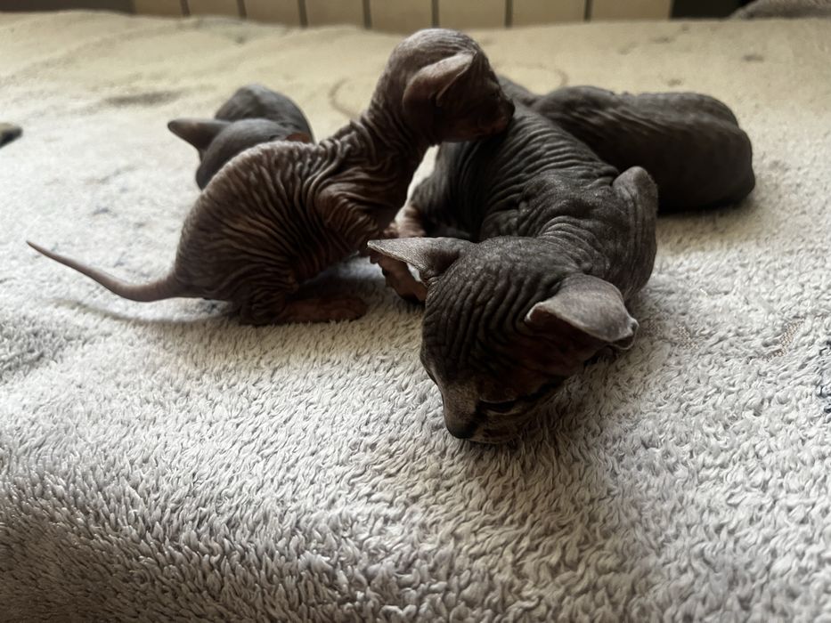 Продам котят породы сфинкс